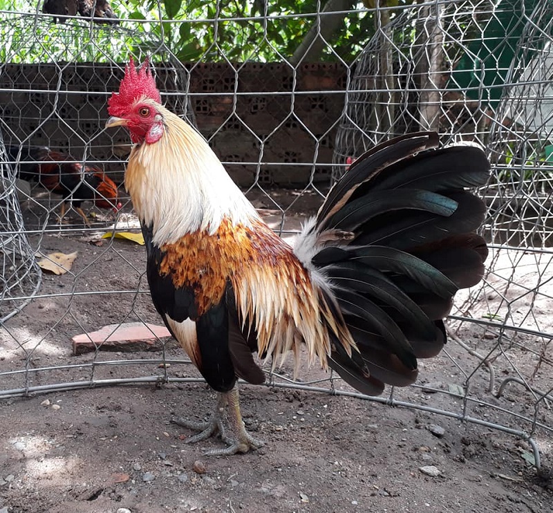 Blog Nuôi Gà | Kinh nghiệm nuôi gà hiệu quả cho bà con nông dân