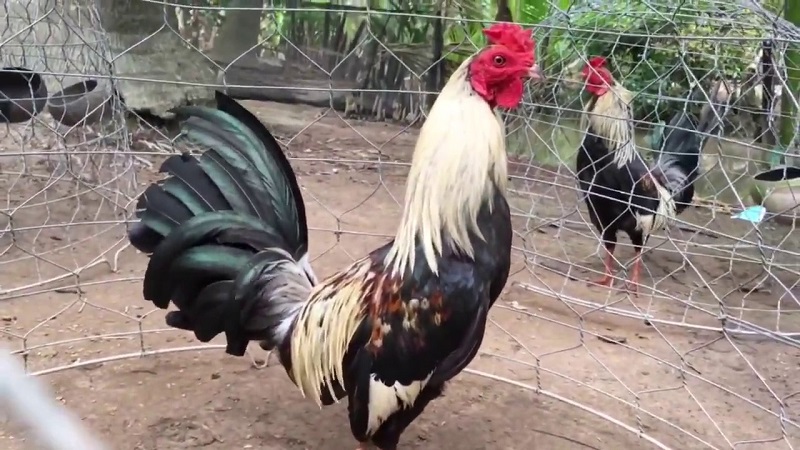 Blog Nuôi Gà | Kinh nghiệm nuôi gà hiệu quả cho bà con nông dân