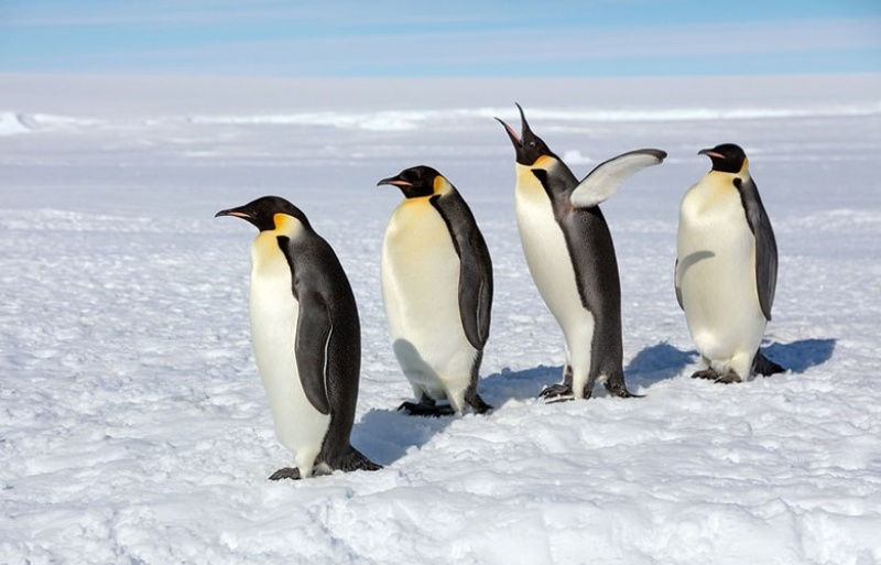 Nằm mơ thấy chim cánh cụt nên chọn con số nào để thắng lớn - Marshill.Com